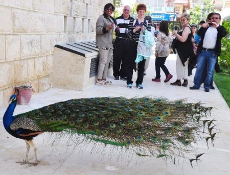 Alanya Müzesi'nin bahçesinde tavus kuşlarından turistlere özel gösteri