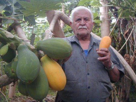 Alanya Ve Gazipaşa'da Tropikal Meyveler Yetiştirilecek