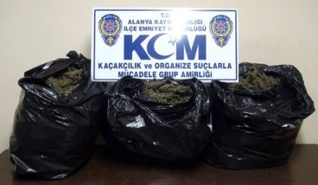 Alanya'da 43 kilogram esrar ele geçirildi