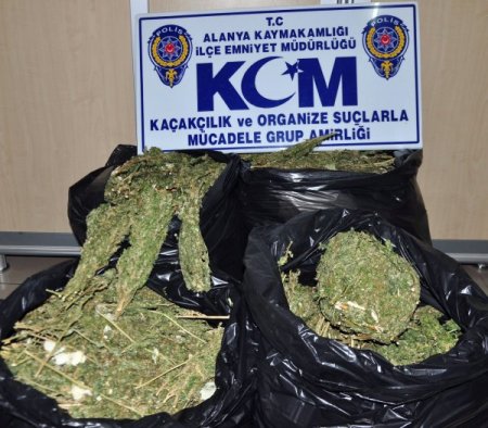 Alanya'da 43 kilogram esrar ele geçirildi