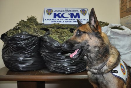 Alanya'da 74 kilogram esrar ele geçirildi