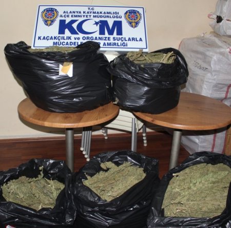 Alanya'da esrar operasyonu: Suriye uyruklu 3 kişi gözaltına alındı