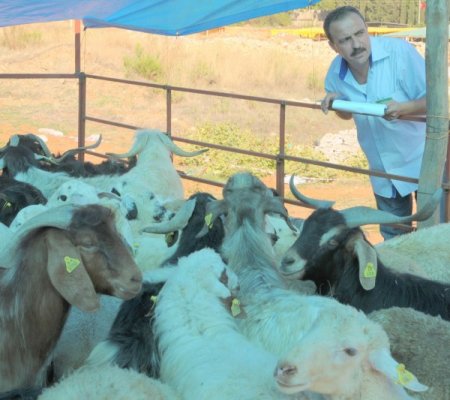Alanya'da hayvan sevkiyatı ve pazarları kontrol altına alındı