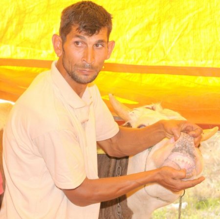 Alanya'da hayvan sevkiyatı ve pazarları kontrol altına alındı