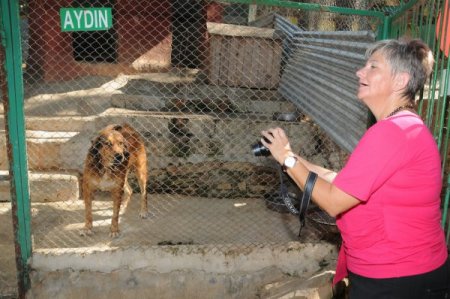 Alanya’da Her Yıl 25 Köpek Avrupalı Oluyor