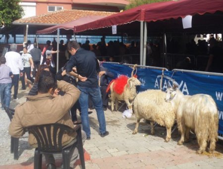Alanya’da kurbanlık kesilirken çocuklar sinema izledi