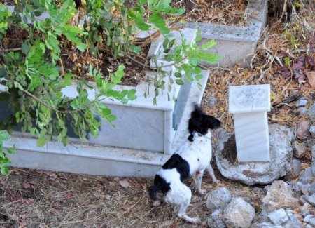 Alanya’da mühimmat bulundu