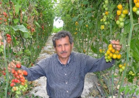 Alanya'da yetişen sarı kırmızı domatesler Galatasaray'a uğur getirecek