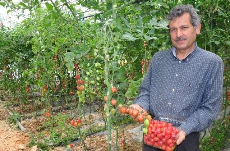 Alanya'da yetişen sarı kırmızı domatesler Galatasaray'a uğur getirecek