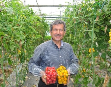 Alanya'da yetişen sarı kırmızı domatesler Galatasaray'a uğur getirecek