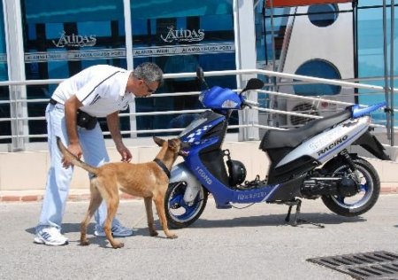 Alanya'nın Narkotik Ve Bomba Köpeği Emekliye Ayrıldı