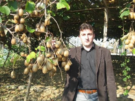 Alaplı'da Fındığa Karşı Alternatif Olarak Kivi Yetiştiriliyor