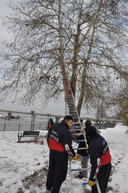 Alaplı'da karga kurtarma operasyonu