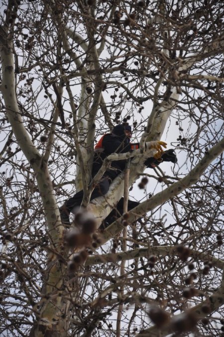 Alaplı'da karga kurtarma operasyonu