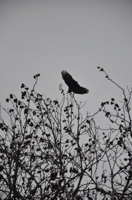 Alaplı'da karga kurtarma operasyonu