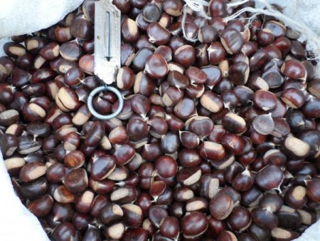 Alaplı'da kestane pazara indi