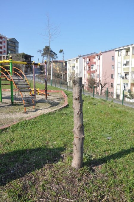 Alaplı'da Parktaki Ağaçların Kesilmesine Tepki