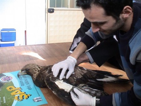 Alçak Uçuş Yapan Kartalın Kanadı Kırıldı