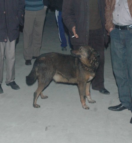 Alev alev yanan dükkanda mahsur kalan köpeği, itfaiye kurtardı