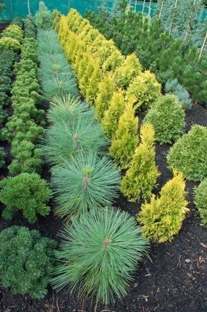 Alım Garantili Fidan Yetiştiriciliği İş Kapısı Oldu
