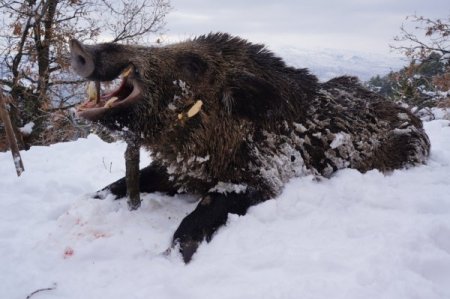 Alman avcılar, Başkent'te yaban domuzu avına çıktı