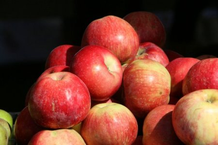 Almatı’da 'elma tadında' festival