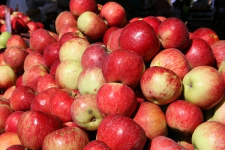 Almatı’da 'elma tadında' festival