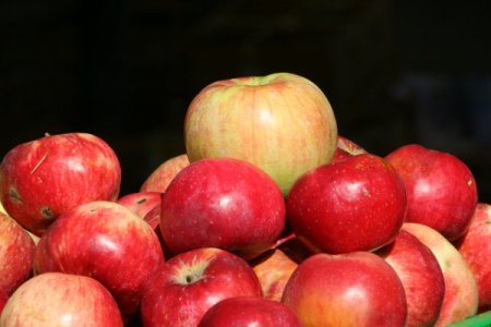 Almatı’da 'elma tadında' festival