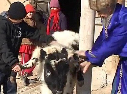 Altı Ayaklı Buzağı Görenleri Hayrete Düşürüyor