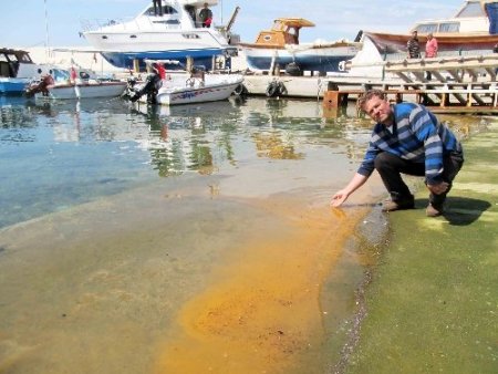 Altınoluk’ta denizi balık yumurtaları kapladı