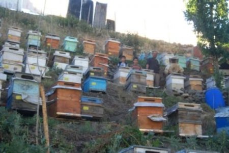 Alucura'da Bal Rekoltesi'nde Patlama Yaşanıyor