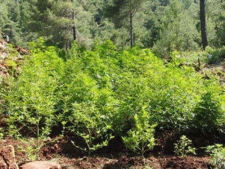 Amanos Dağları'nda Pkk Gözetiminde Ekilen 40 Bin Kök Hint Keneviri Bulundu