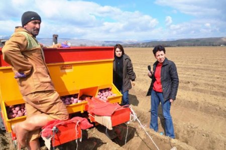 Amasya’da Tohumluk Patates Denetiminde Hastalığa Rastlanmadı