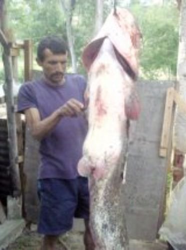 Amatör Balıkçı, 1,58 Metrelik Yayın Yakaladı