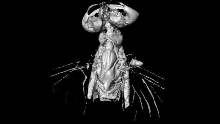 Amber içinde 16 milyon yıllık sinek bulundu