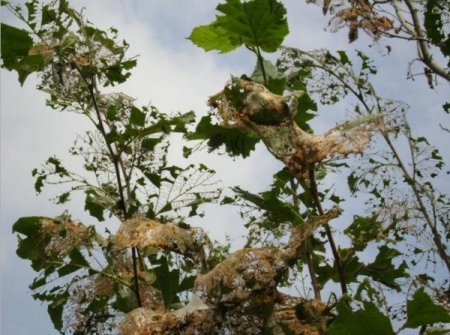 Amerikan Beyaz Kelebeği İle Mücadele Başladı