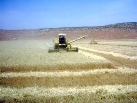 Amik Ovası'nda buğday hasadı başladı