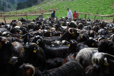 Anaç keçiler, halk eliyle belirleniyor