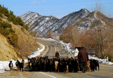 Anaç keçiler, halk eliyle belirleniyor