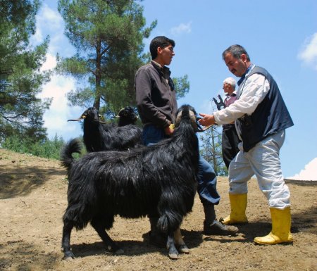 Anaç keçiler, halk eliyle belirleniyor