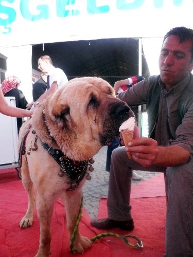 'Anadolu Aslanı' dondurmayla serinledi