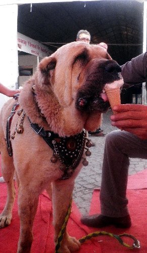 'Anadolu Aslanı' dondurmayla serinledi