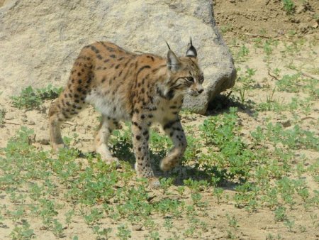 Anadolu’nun Vahşi Kedileri İzmir Doğal Yaşam Parkı'nda