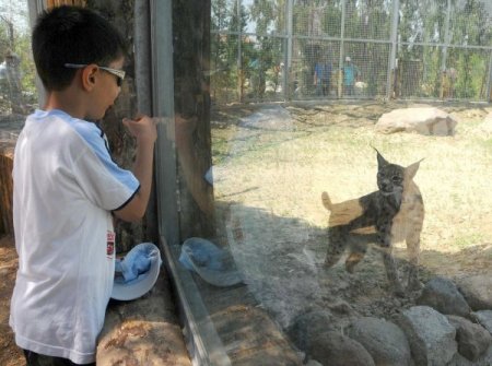 Anadolu’nun Vahşi Kedileri İzmir Doğal Yaşam Parkı'nda