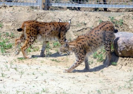 Anadolu’nun Vahşi Kedileri İzmir Doğal Yaşam Parkı'nda