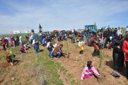 Anaokulu öğrencileri fidan dikti