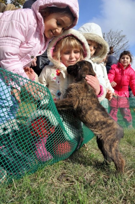 Anaokulu öğrencileri kediler için kermes düzenledi