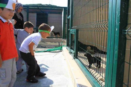 Anaokulu öğrencileri sahipsiz hayvanları ziyaret etti