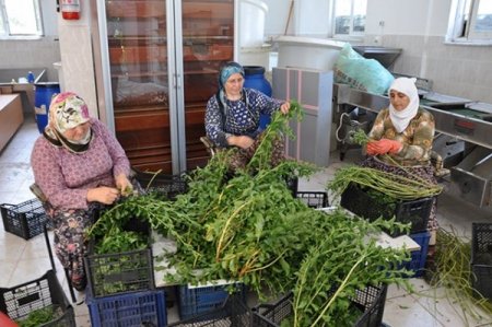 Anavatanı Paraguay olan şeker otu Burhaniye'de yetiştirilecek