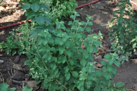 Anavatanı Paraguay olan şeker otu Burhaniye'de yetiştirilecek